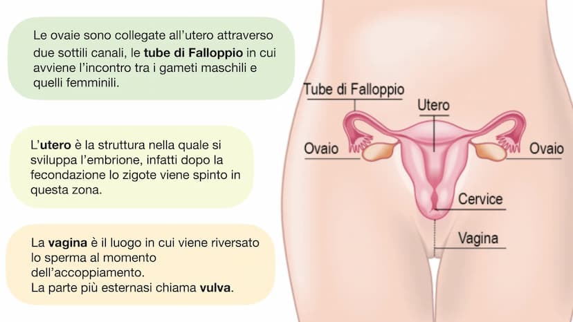 L'APPARATO RIPRODUTTORE L'APPARATO RIPRODUTTORE MASCHILE
L'apparato riproduttore (o genitale) maschile ha due
funzioni:
→ Produrre i gameti 