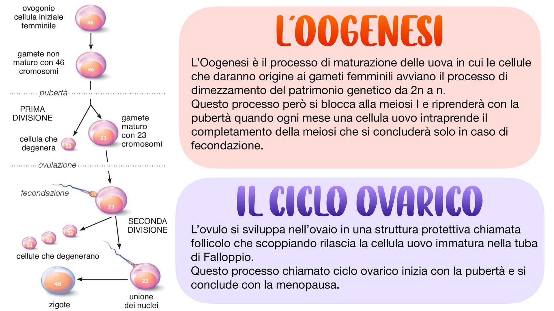 L'APPARATO RIPRODUTTORE L'APPARATO RIPRODUTTORE MASCHILE
L'apparato riproduttore (o genitale) maschile ha due
funzioni:
→ Produrre i gameti 