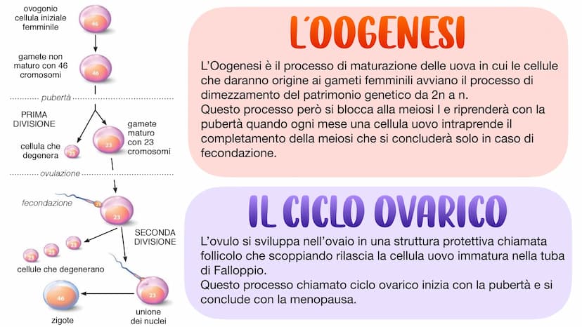 L'APPARATO RIPRODUTTORE L'APPARATO RIPRODUTTORE MASCHILE
L'apparato riproduttore (o genitale) maschile ha due
funzioni:
→ Produrre i gameti 