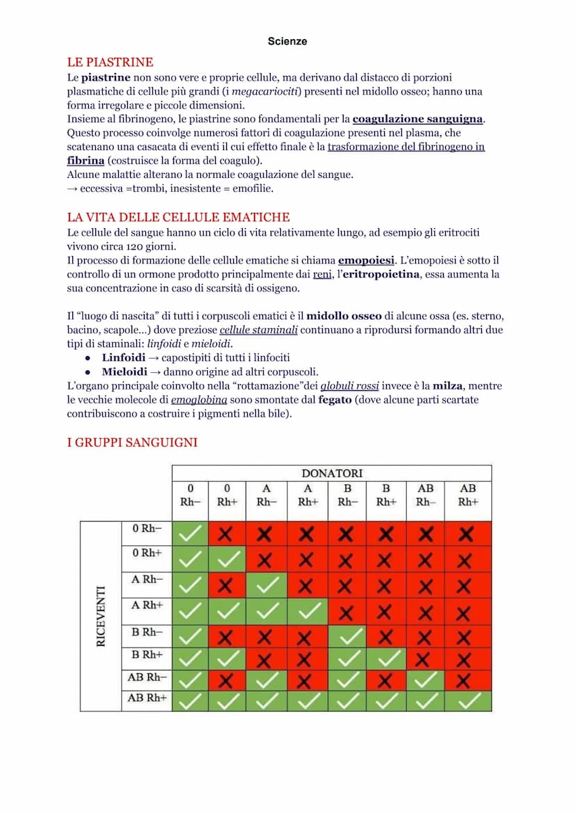 Scienze
INTRODUZIONE
L'apparato cardiovascolare è composto da cuore, sangue e vasi sanguigni. Queste strutture
hanno precise funzioni nella 