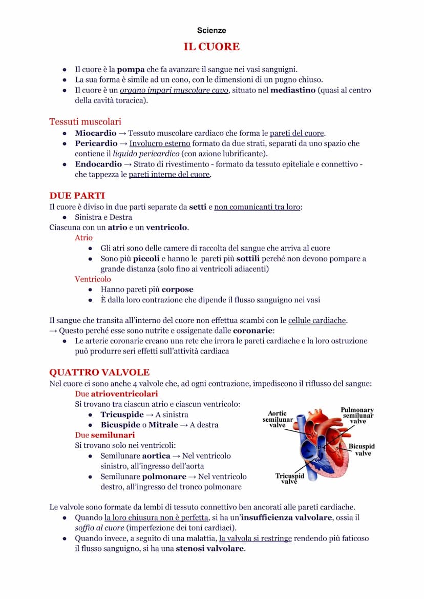 Scienze
INTRODUZIONE
L'apparato cardiovascolare è composto da cuore, sangue e vasi sanguigni. Queste strutture
hanno precise funzioni nella 