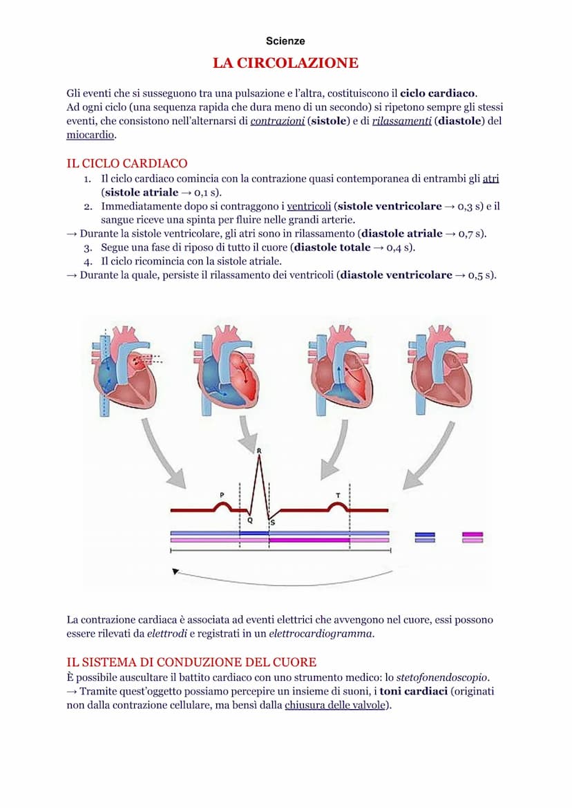 Scienze
INTRODUZIONE
L'apparato cardiovascolare è composto da cuore, sangue e vasi sanguigni. Queste strutture
hanno precise funzioni nella 