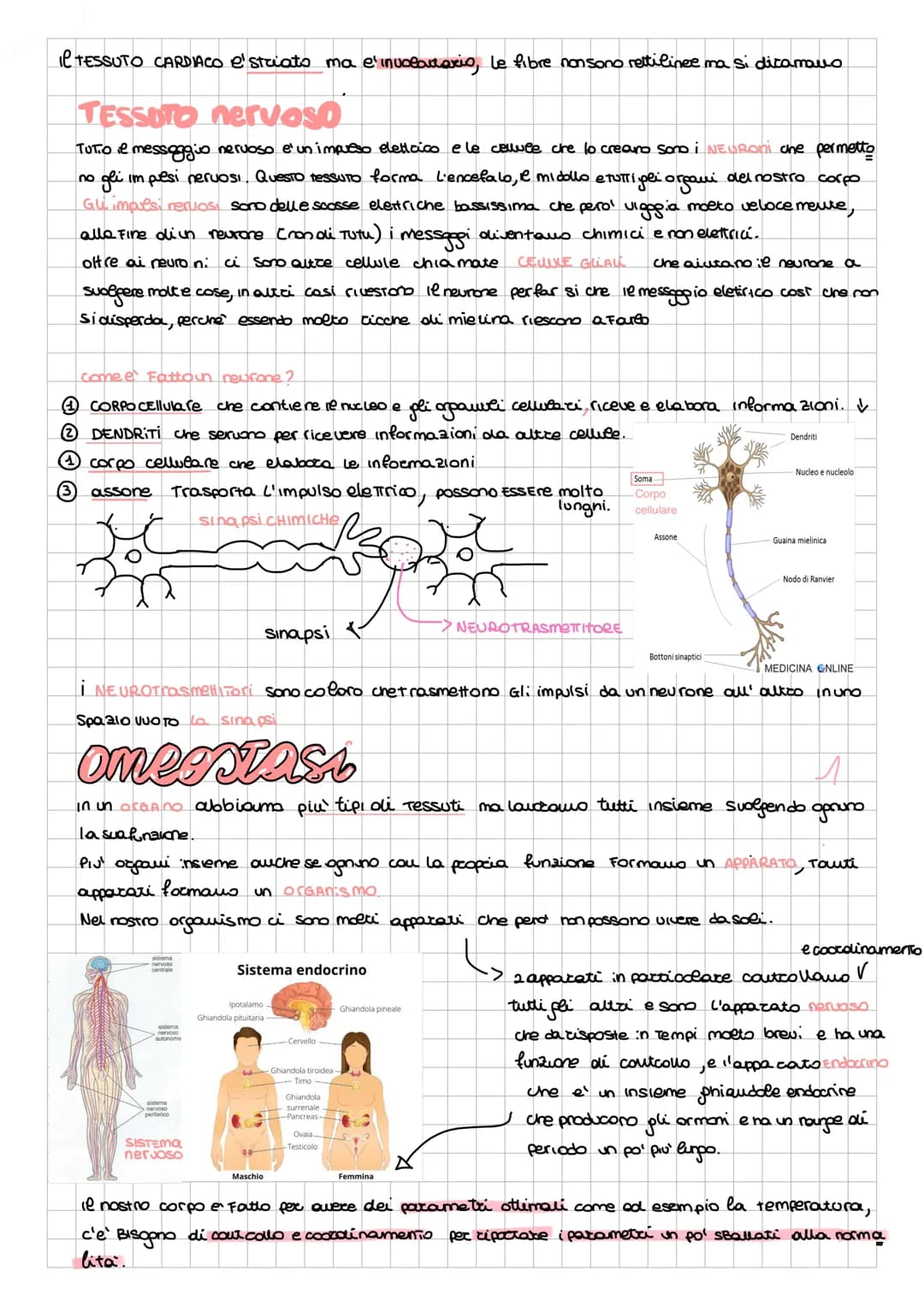 Alatemia
anatomia: come e' fatto...
FISIOLOGIQ: come funziona in modo ottimale
PattoLOGIA: non funzionamenti strimali malattie
Diploide (23
