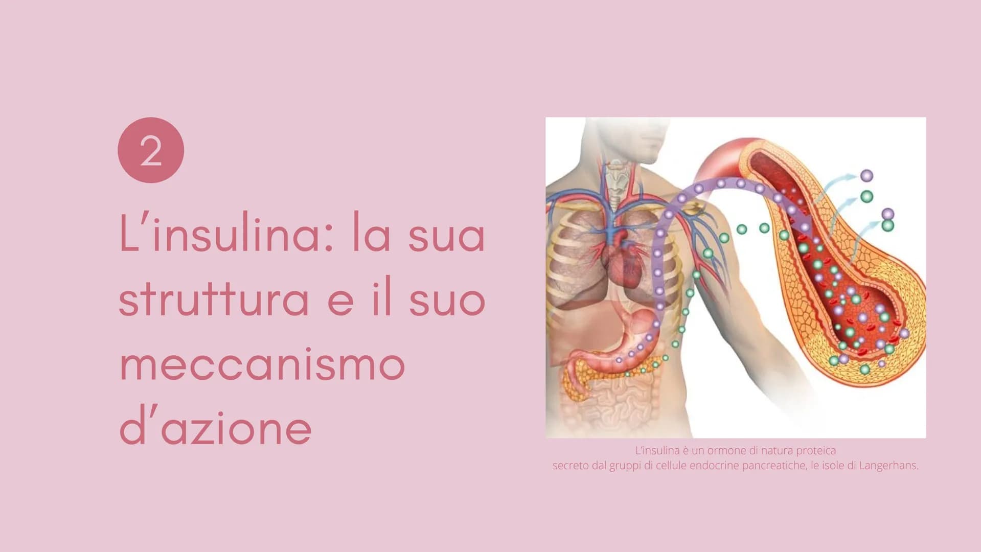  1
Definizione e
classificazione
del diabete
M
1
S Cos'è il
diabete?
Il diabete è una malattia cronica
dove a causa della carenza o del
malf