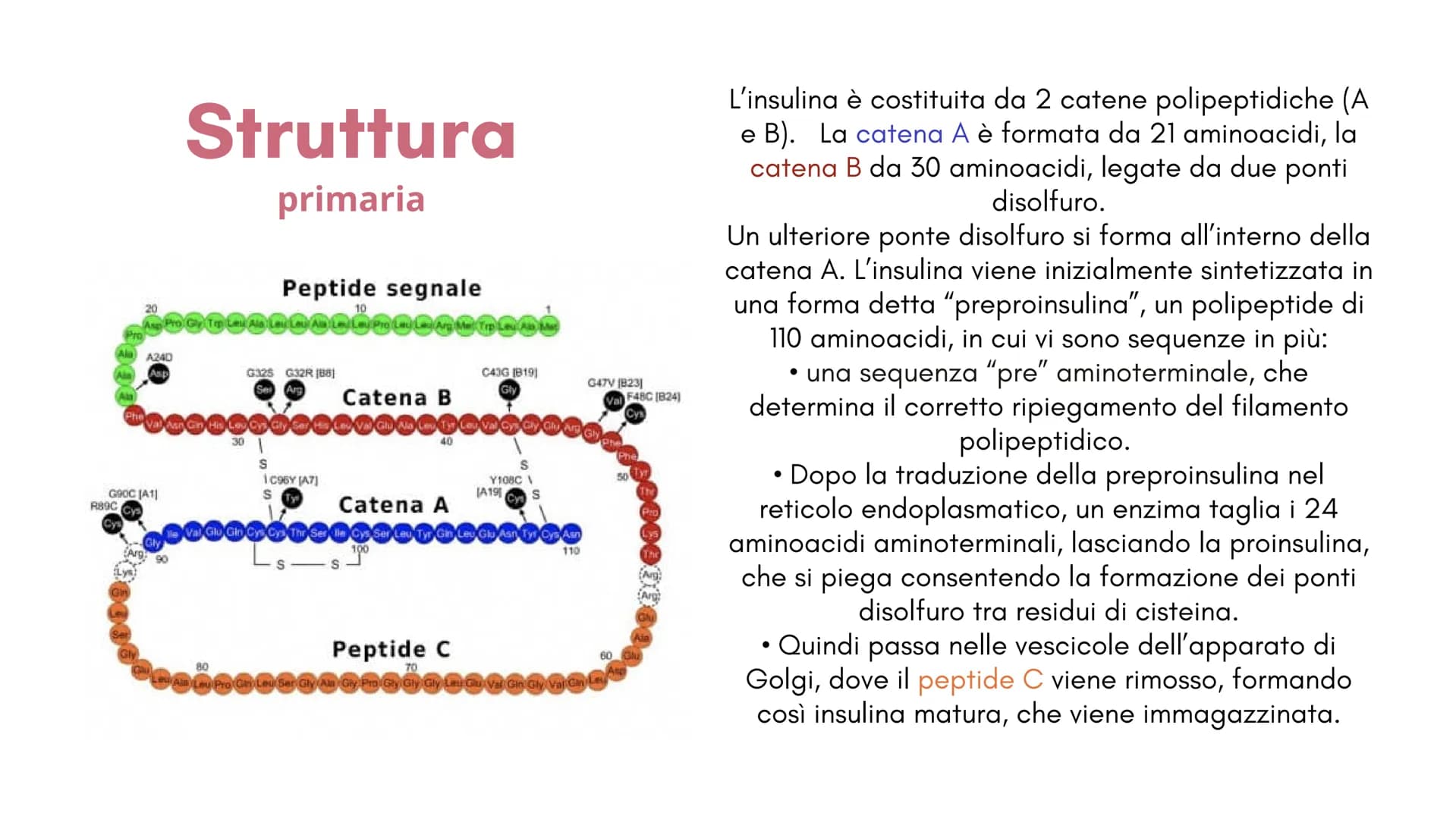  1
Definizione e
classificazione
del diabete
M
1
S Cos'è il
diabete?
Il diabete è una malattia cronica
dove a causa della carenza o del
malf