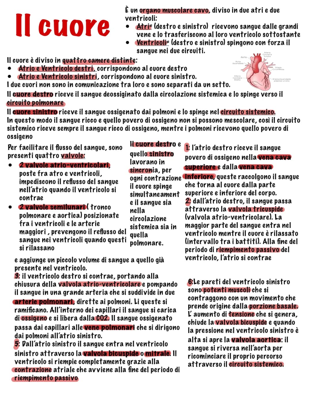 Parte tutto dallo zigote, una
cellula diploide (mitosi,23
coppie di cromosomi, stesso
materiale genetico)
I tessuti
Durante il fenomeno dell
