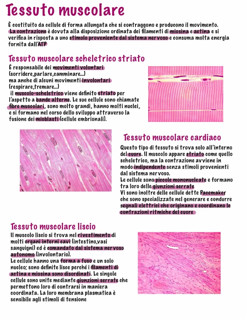 Parte tutto dallo zigote, una
cellula diploide (mitosi,23
coppie di cromosomi, stesso
materiale genetico)
I tessuti
Durante il fenomeno dell