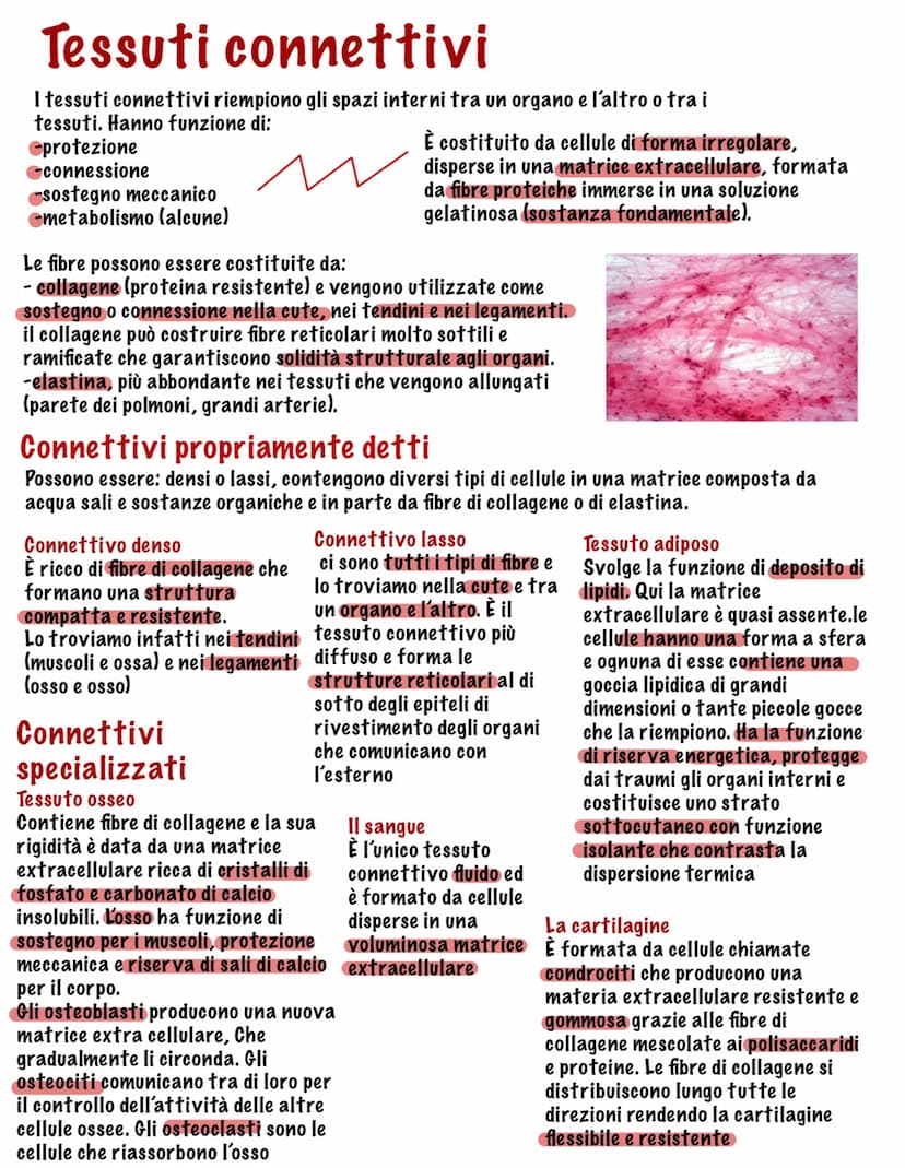 Parte tutto dallo zigote, una
cellula diploide (mitosi,23
coppie di cromosomi, stesso
materiale genetico)
I tessuti
Durante il fenomeno dell
