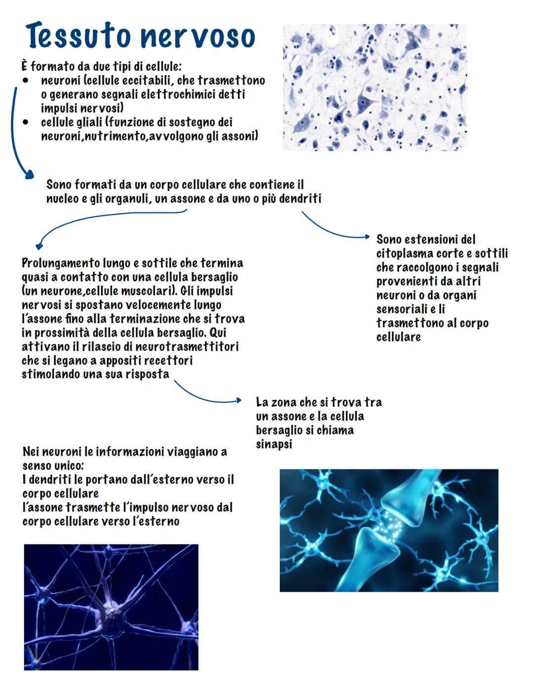 Parte tutto dallo zigote, una
cellula diploide (mitosi,23
coppie di cromosomi, stesso
materiale genetico)
I tessuti
Durante il fenomeno dell