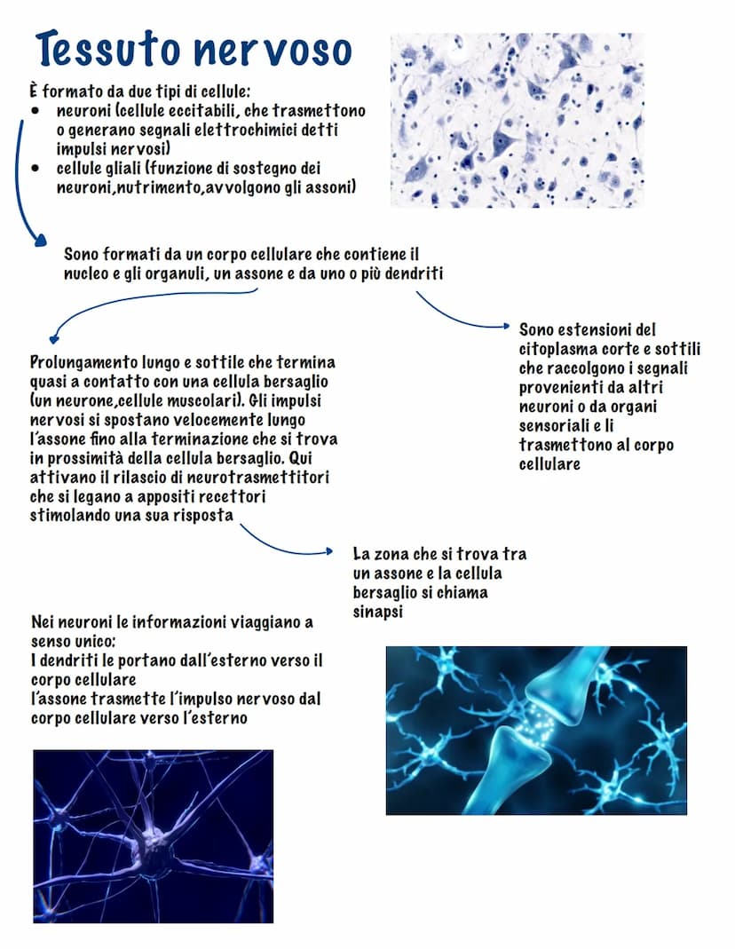 Parte tutto dallo zigote, una
cellula diploide (mitosi,23
coppie di cromosomi, stesso
materiale genetico)
I tessuti
Durante il fenomeno dell
