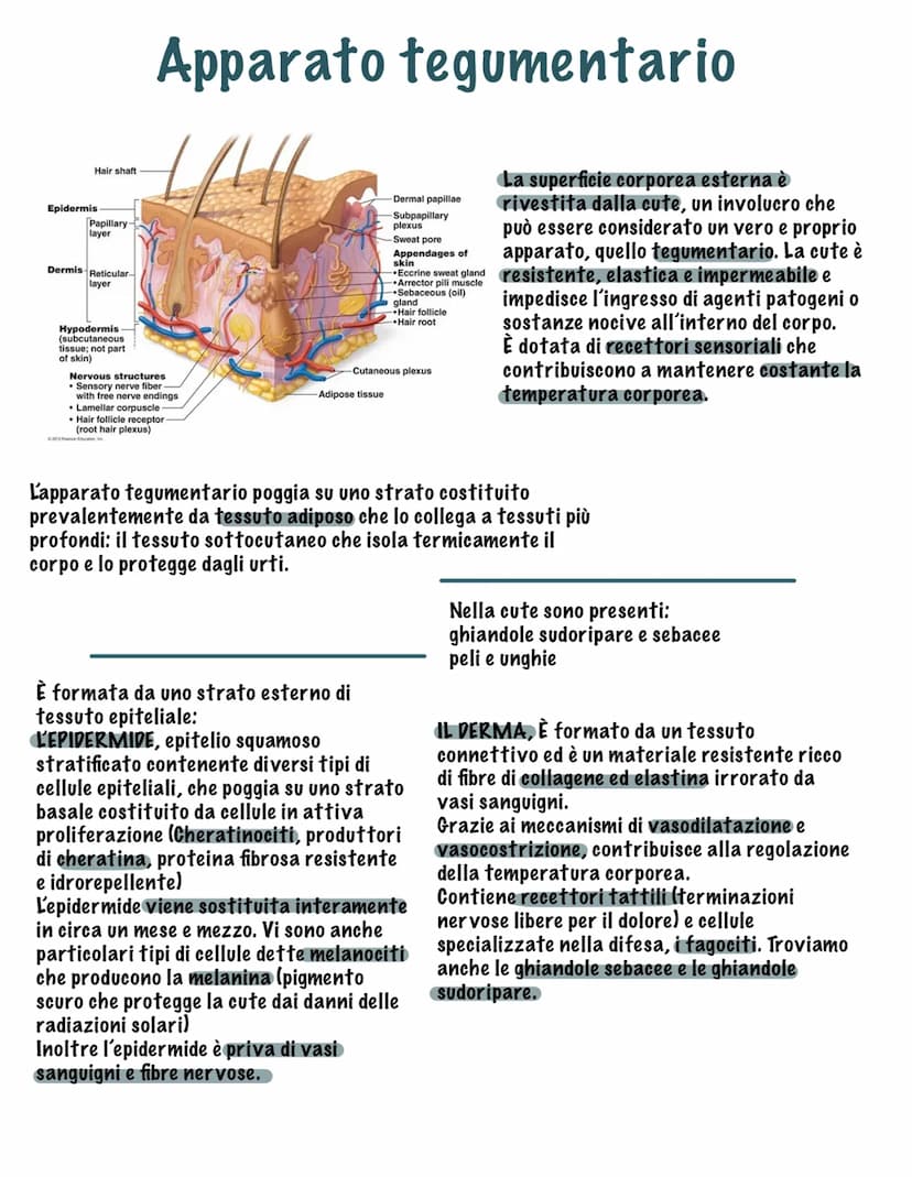 Parte tutto dallo zigote, una
cellula diploide (mitosi,23
coppie di cromosomi, stesso
materiale genetico)
I tessuti
Durante il fenomeno dell