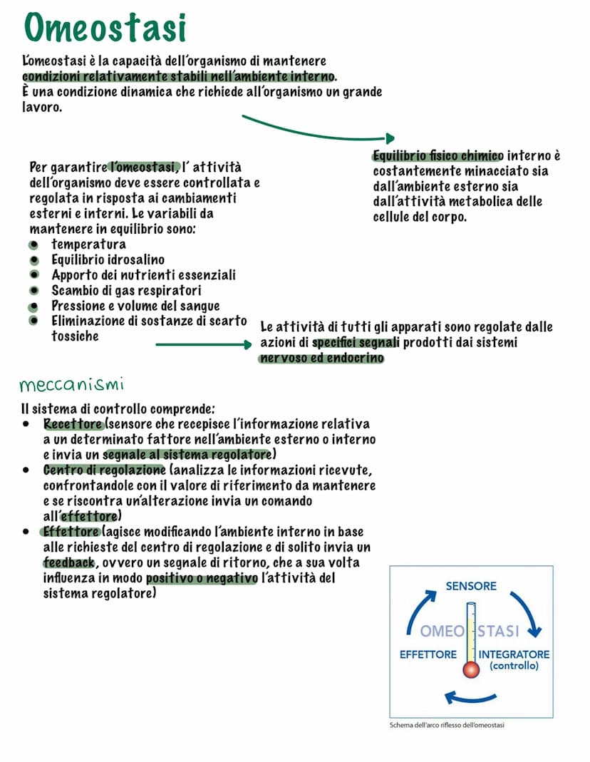 Parte tutto dallo zigote, una
cellula diploide (mitosi,23
coppie di cromosomi, stesso
materiale genetico)
I tessuti
Durante il fenomeno dell