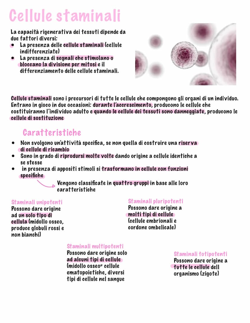Parte tutto dallo zigote, una
cellula diploide (mitosi,23
coppie di cromosomi, stesso
materiale genetico)
I tessuti
Durante il fenomeno dell