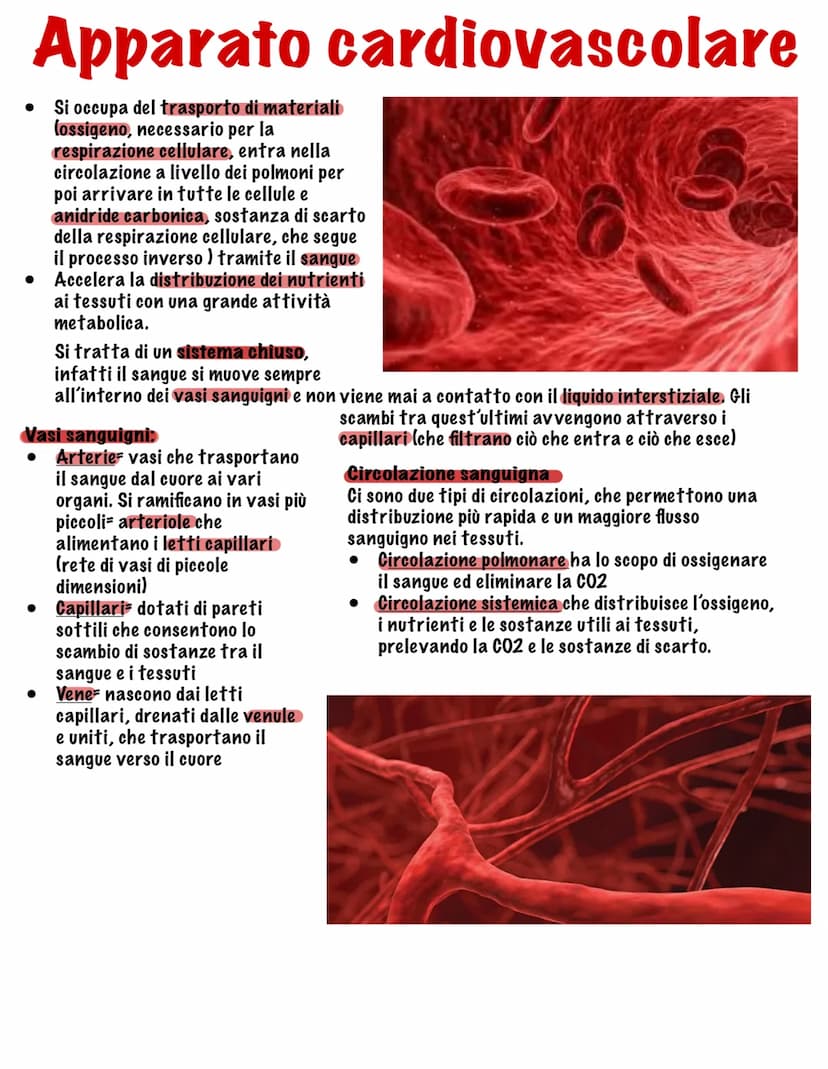 Parte tutto dallo zigote, una
cellula diploide (mitosi,23
coppie di cromosomi, stesso
materiale genetico)
I tessuti
Durante il fenomeno dell
