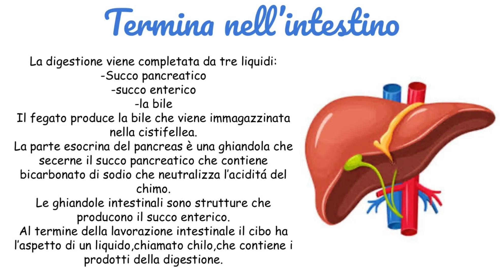 # Apparato digerente

Ha il compito di elaborare,ingerire e
assorbire il cibo attraverso la
digestione.
L'apparato digerente è costituito da
