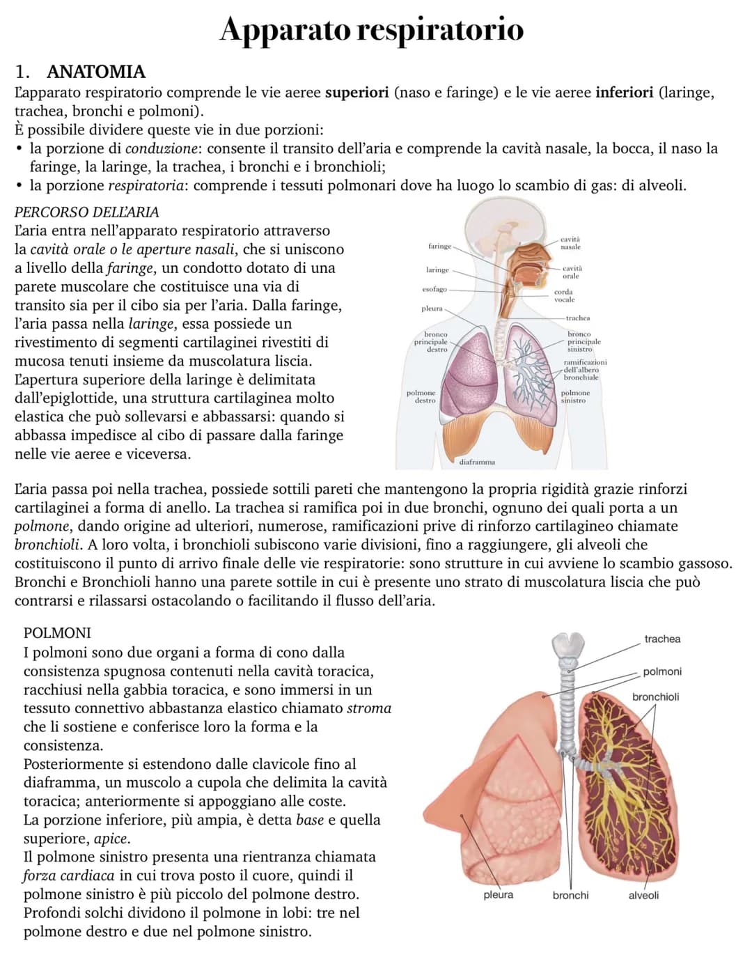 Apparato respiratorio
1. ANATOMIA
L'apparato respiratorio comprende le vie aeree superiori (naso e faringe) e le vie aeree inferiori (laring