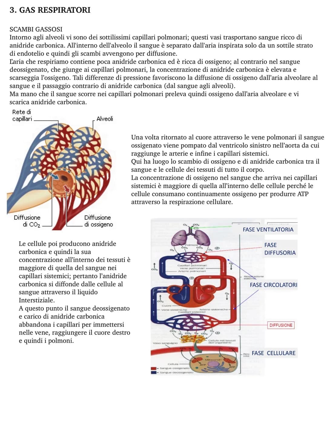 Apparato respiratorio
1. ANATOMIA
L'apparato respiratorio comprende le vie aeree superiori (naso e faringe) e le vie aeree inferiori (laring