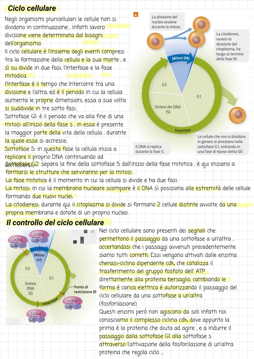 Biologia
Divisione cellulare
La vita di ogni cellula è scandita da diversi eventi, uno tra questi è la riproduzione, che avviene
attraverso 