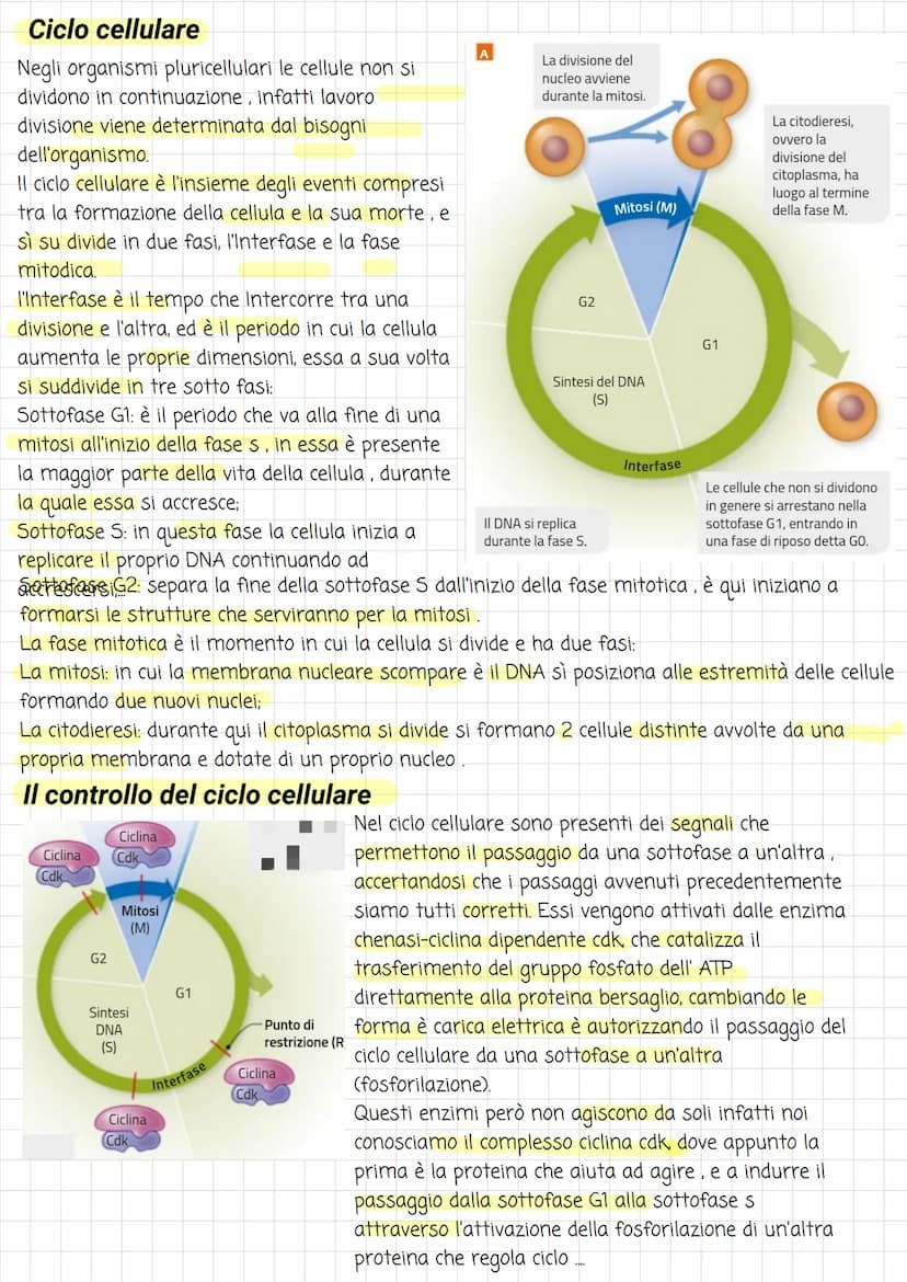 Biologia
Divisione cellulare
La vita di ogni cellula è scandita da diversi eventi, uno tra questi è la riproduzione, che avviene
attraverso 