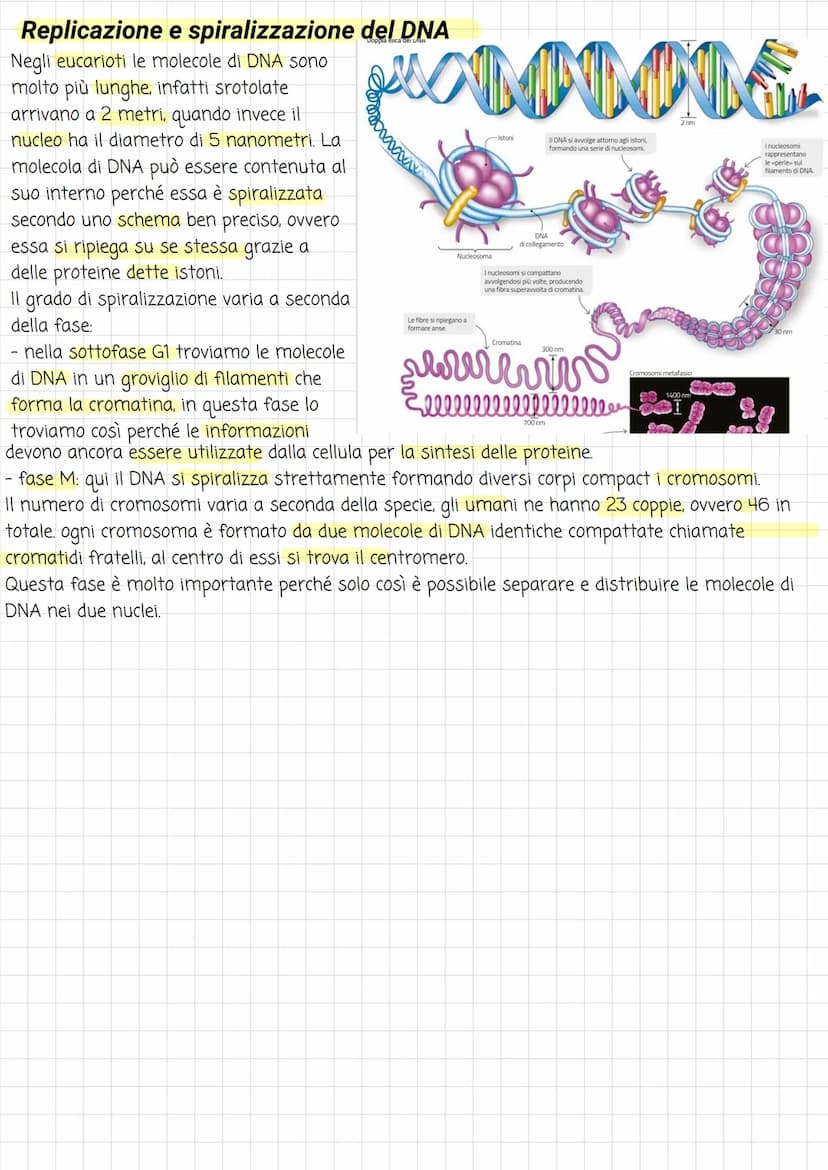 Biologia
Divisione cellulare
La vita di ogni cellula è scandita da diversi eventi, uno tra questi è la riproduzione, che avviene
attraverso 