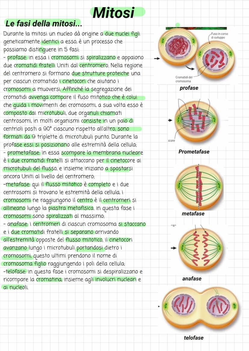 Biologia
Divisione cellulare
La vita di ogni cellula è scandita da diversi eventi, uno tra questi è la riproduzione, che avviene
attraverso 