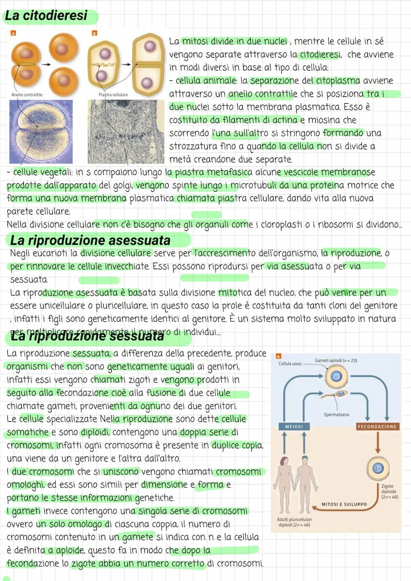 Biologia
Divisione cellulare
La vita di ogni cellula è scandita da diversi eventi, uno tra questi è la riproduzione, che avviene
attraverso 