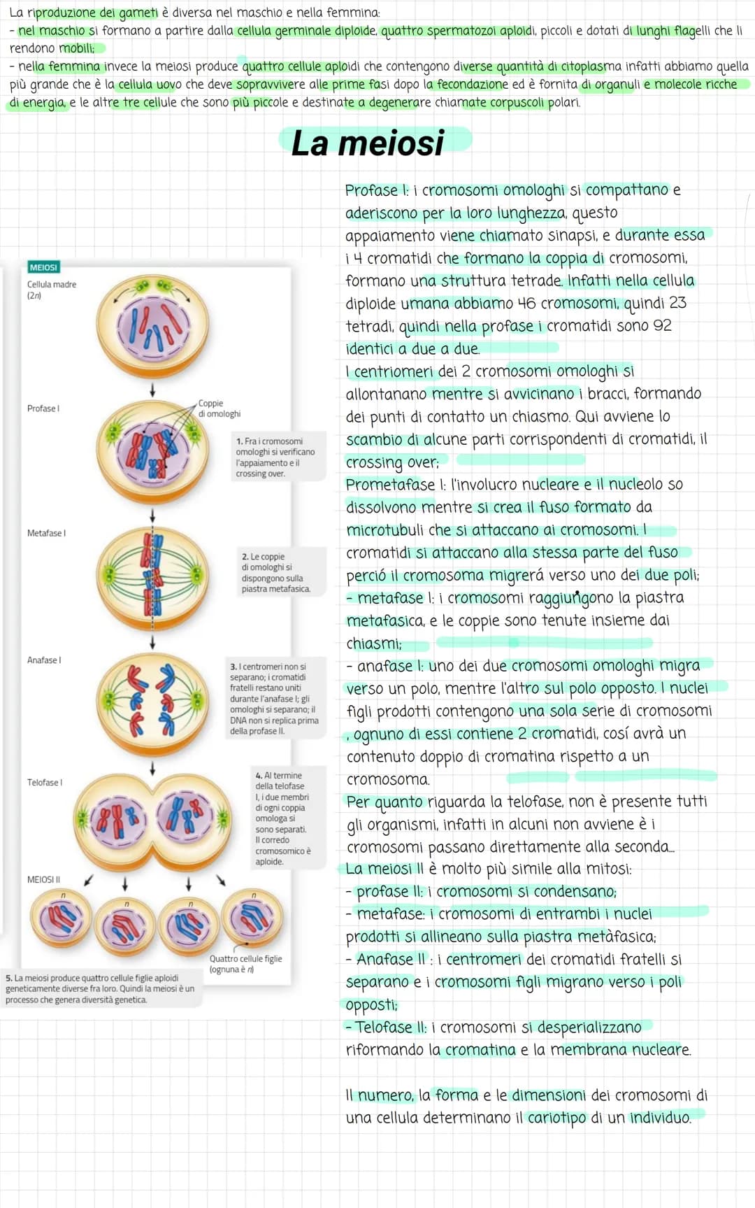Biologia
Divisione cellulare
La vita di ogni cellula è scandita da diversi eventi, uno tra questi è la riproduzione, che avviene
attraverso 