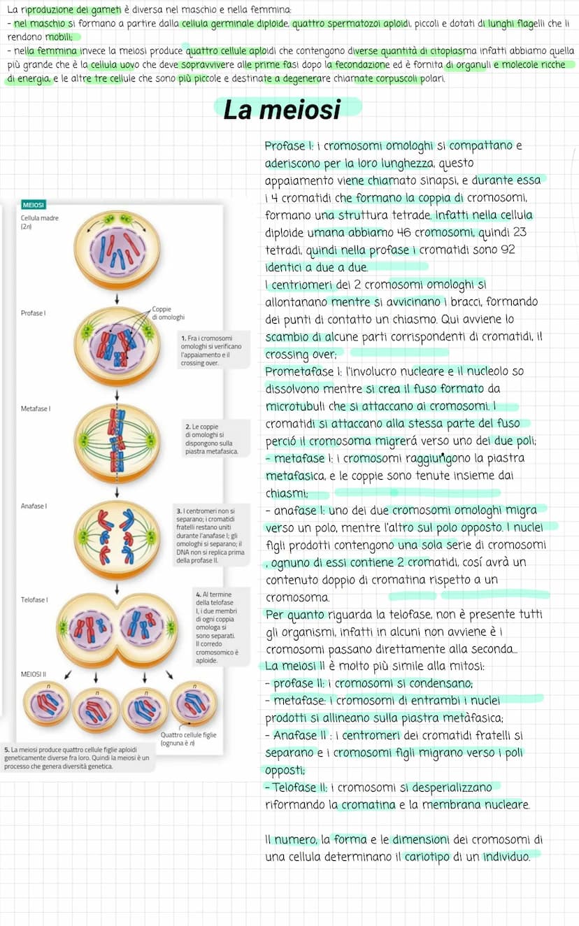 Biologia
Divisione cellulare
La vita di ogni cellula è scandita da diversi eventi, uno tra questi è la riproduzione, che avviene
attraverso 