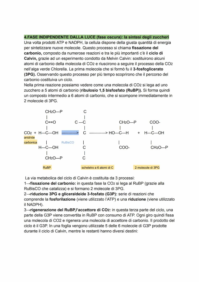 1. caratteri generali
Per molti organismi l'energia proviene direttamente o indirettamente dal Sole. La
fotosintesi è il processo anabolico 