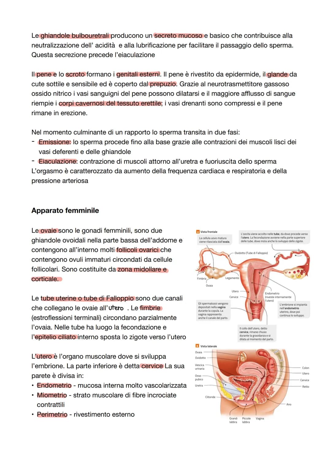 Capitolo 8: L'apparato riproduttore
Riproduzione = processo grazie al quale vengono generati nuovi individui della specie; è
l'unica funzion