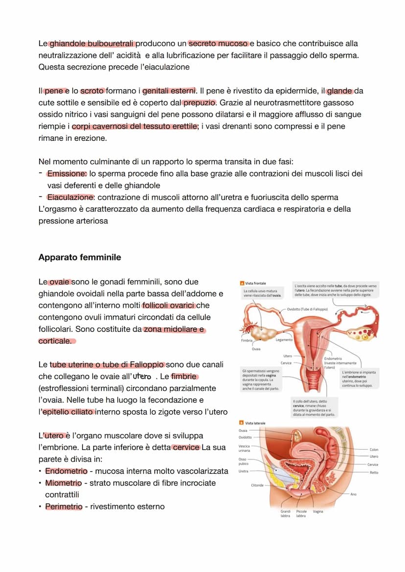 Capitolo 8: L'apparato riproduttore
Riproduzione = processo grazie al quale vengono generati nuovi individui della specie; è
l'unica funzion