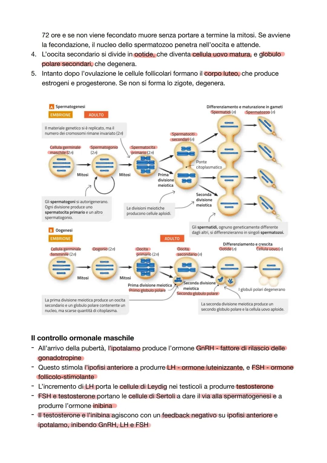 Capitolo 8: L'apparato riproduttore
Riproduzione = processo grazie al quale vengono generati nuovi individui della specie; è
l'unica funzion