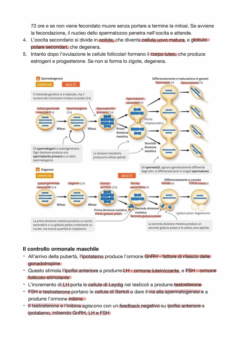 Capitolo 8: L'apparato riproduttore
Riproduzione = processo grazie al quale vengono generati nuovi individui della specie; è
l'unica funzion