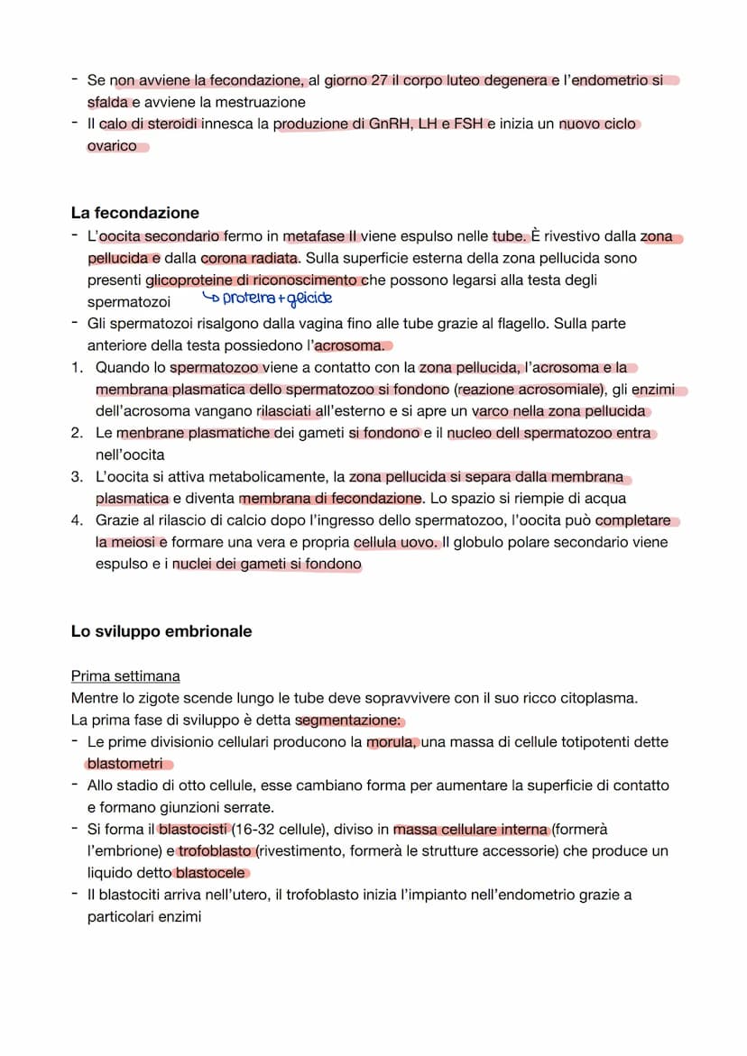 Capitolo 8: L'apparato riproduttore
Riproduzione = processo grazie al quale vengono generati nuovi individui della specie; è
l'unica funzion