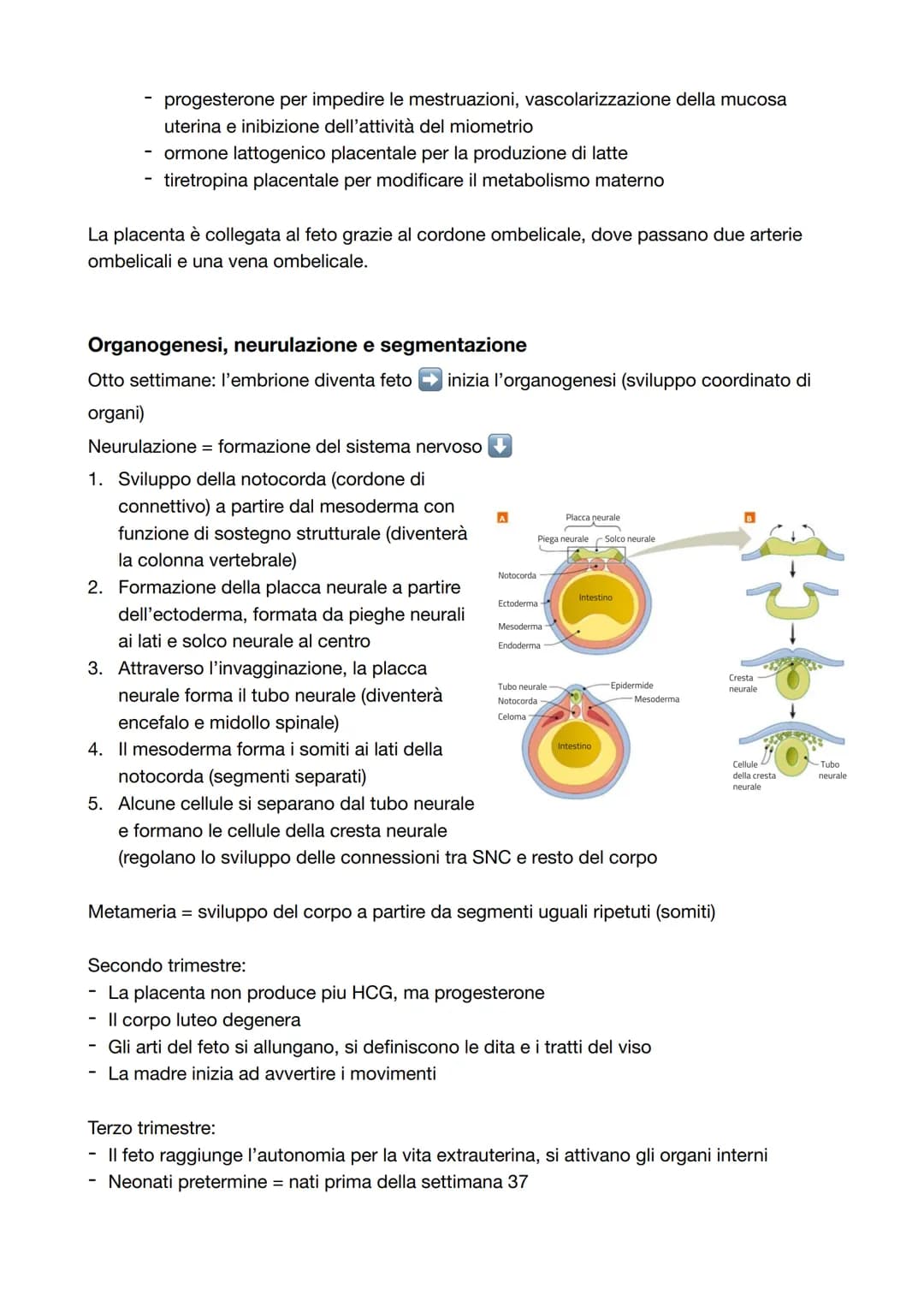 Capitolo 8: L'apparato riproduttore
Riproduzione = processo grazie al quale vengono generati nuovi individui della specie; è
l'unica funzion