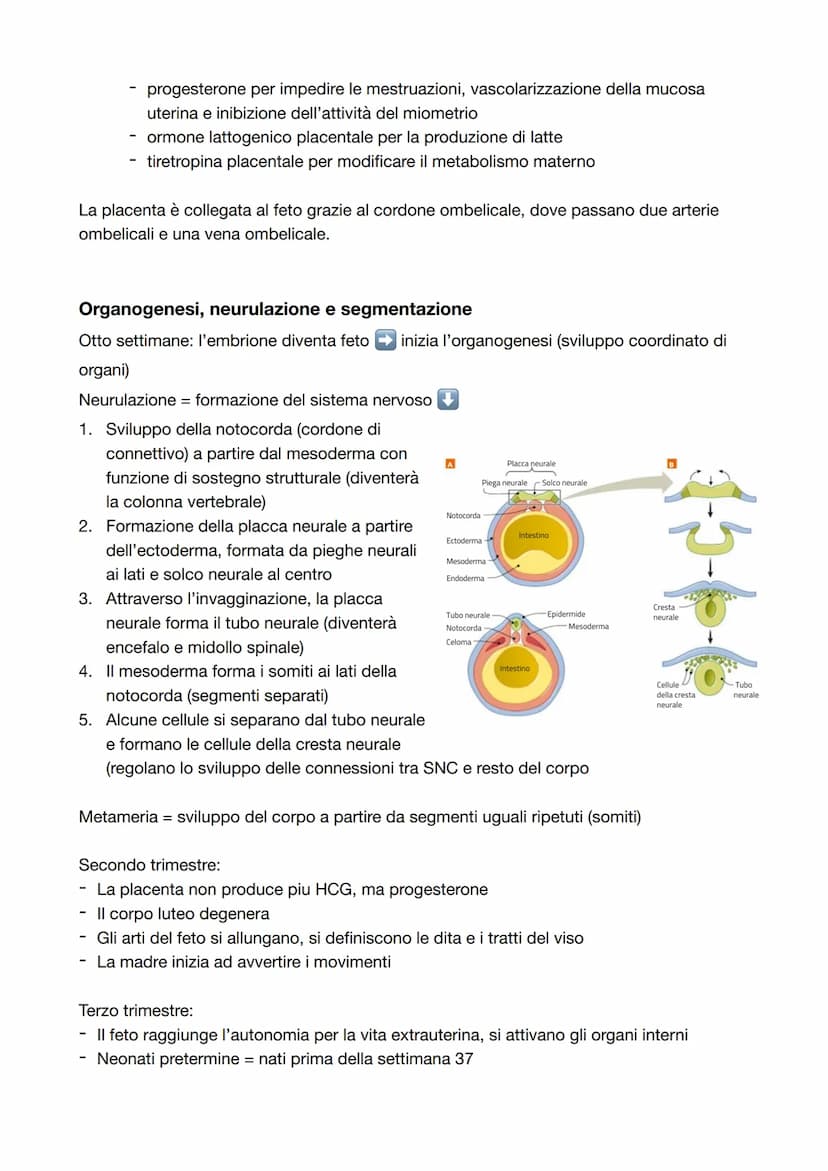 Capitolo 8: L'apparato riproduttore
Riproduzione = processo grazie al quale vengono generati nuovi individui della specie; è
l'unica funzion
