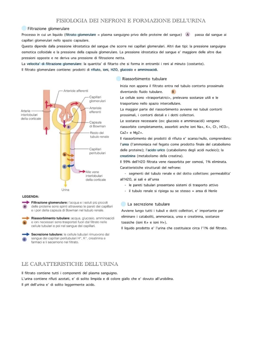 0
-Corticale
-Midollare
Corticale-
Tubulo
contorto
distale
Pelvi renale
Uretere
Midollare-
Tubulo
contorto
Capillari
peritubulari prossimale