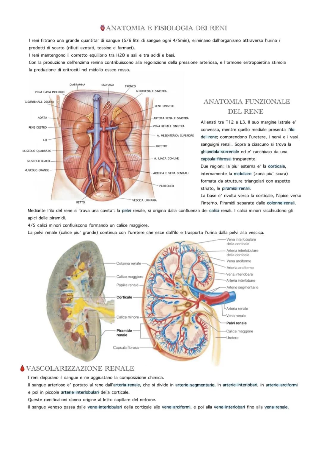 0
-Corticale
-Midollare
Corticale-
Tubulo
contorto
distale
Pelvi renale
Uretere
Midollare-
Tubulo
contorto
Capillari
peritubulari prossimale
