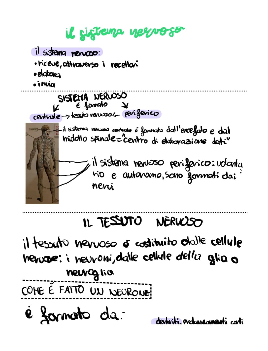 il sistema nervoso
il sistema nervoso:
•riceve, attraverso i recettori
• elabora
•invia
SISTEMA NERVOSO
é formato
K
centrale tessuto nervoso