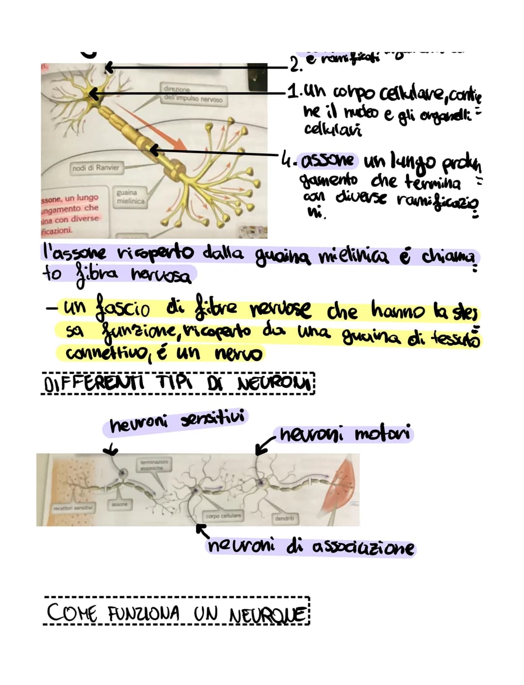 il sistema nervoso
il sistema nervoso:
•riceve, attraverso i recettori
• elabora
•invia
SISTEMA NERVOSO
é formato
K
centrale tessuto nervoso