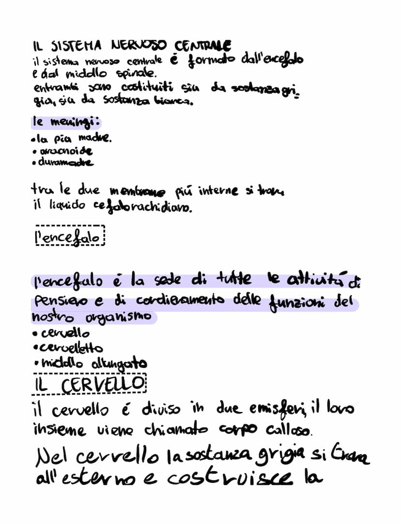 il sistema nervoso
il sistema nervoso:
•riceve, attraverso i recettori
• elabora
•invia
SISTEMA NERVOSO
é formato
K
centrale tessuto nervoso