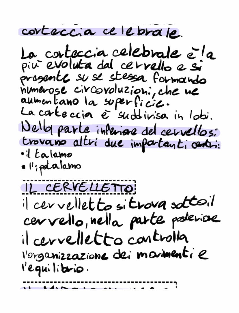 il sistema nervoso
il sistema nervoso:
•riceve, attraverso i recettori
• elabora
•invia
SISTEMA NERVOSO
é formato
K
centrale tessuto nervoso
