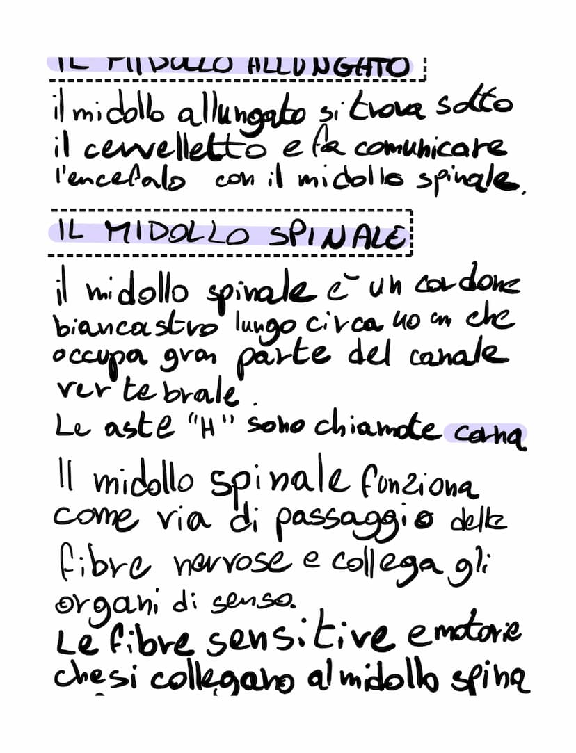 il sistema nervoso
il sistema nervoso:
•riceve, attraverso i recettori
• elabora
•invia
SISTEMA NERVOSO
é formato
K
centrale tessuto nervoso