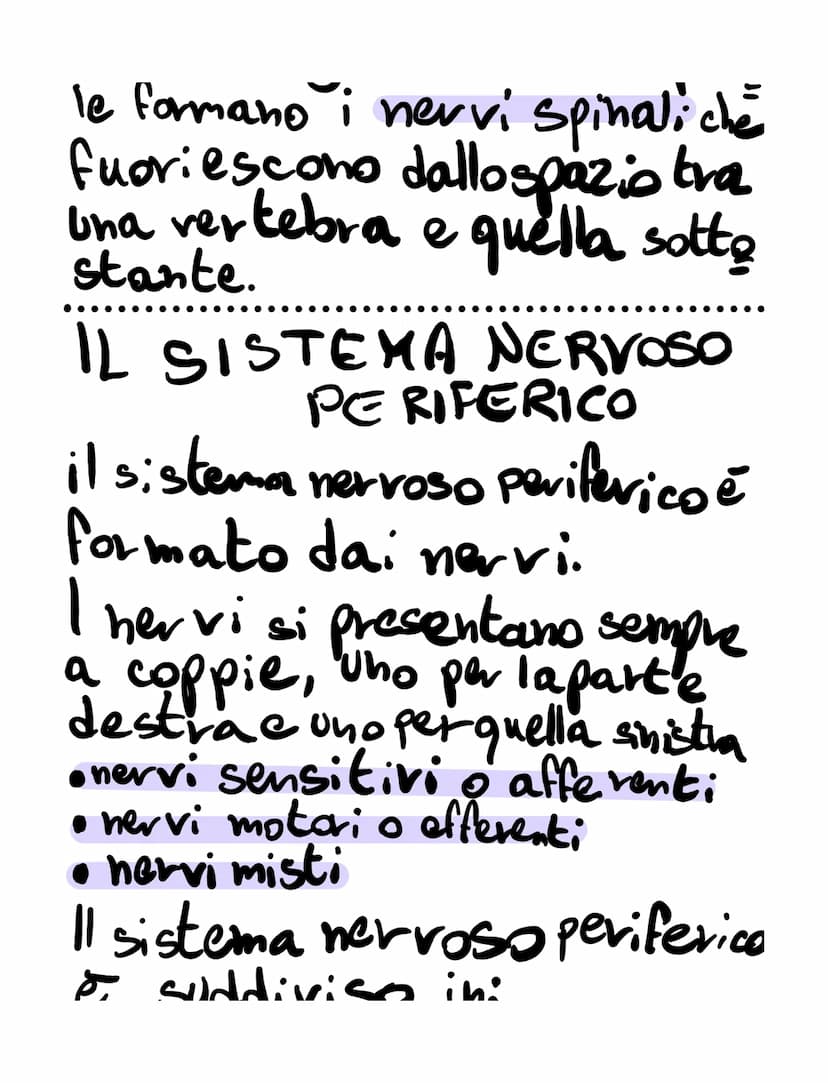 il sistema nervoso
il sistema nervoso:
•riceve, attraverso i recettori
• elabora
•invia
SISTEMA NERVOSO
é formato
K
centrale tessuto nervoso