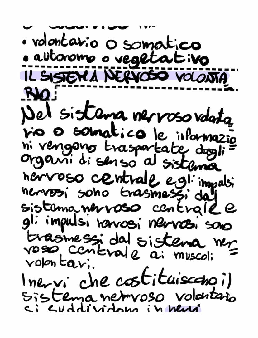 il sistema nervoso
il sistema nervoso:
•riceve, attraverso i recettori
• elabora
•invia
SISTEMA NERVOSO
é formato
K
centrale tessuto nervoso