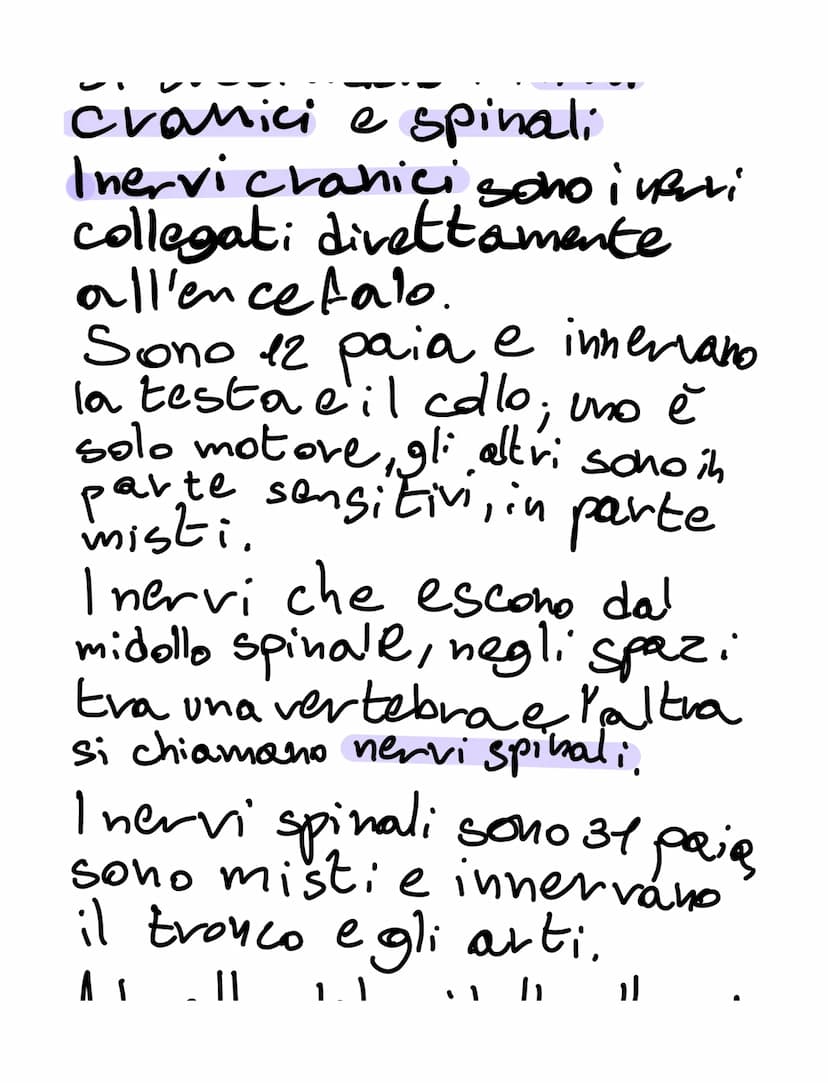il sistema nervoso
il sistema nervoso:
•riceve, attraverso i recettori
• elabora
•invia
SISTEMA NERVOSO
é formato
K
centrale tessuto nervoso