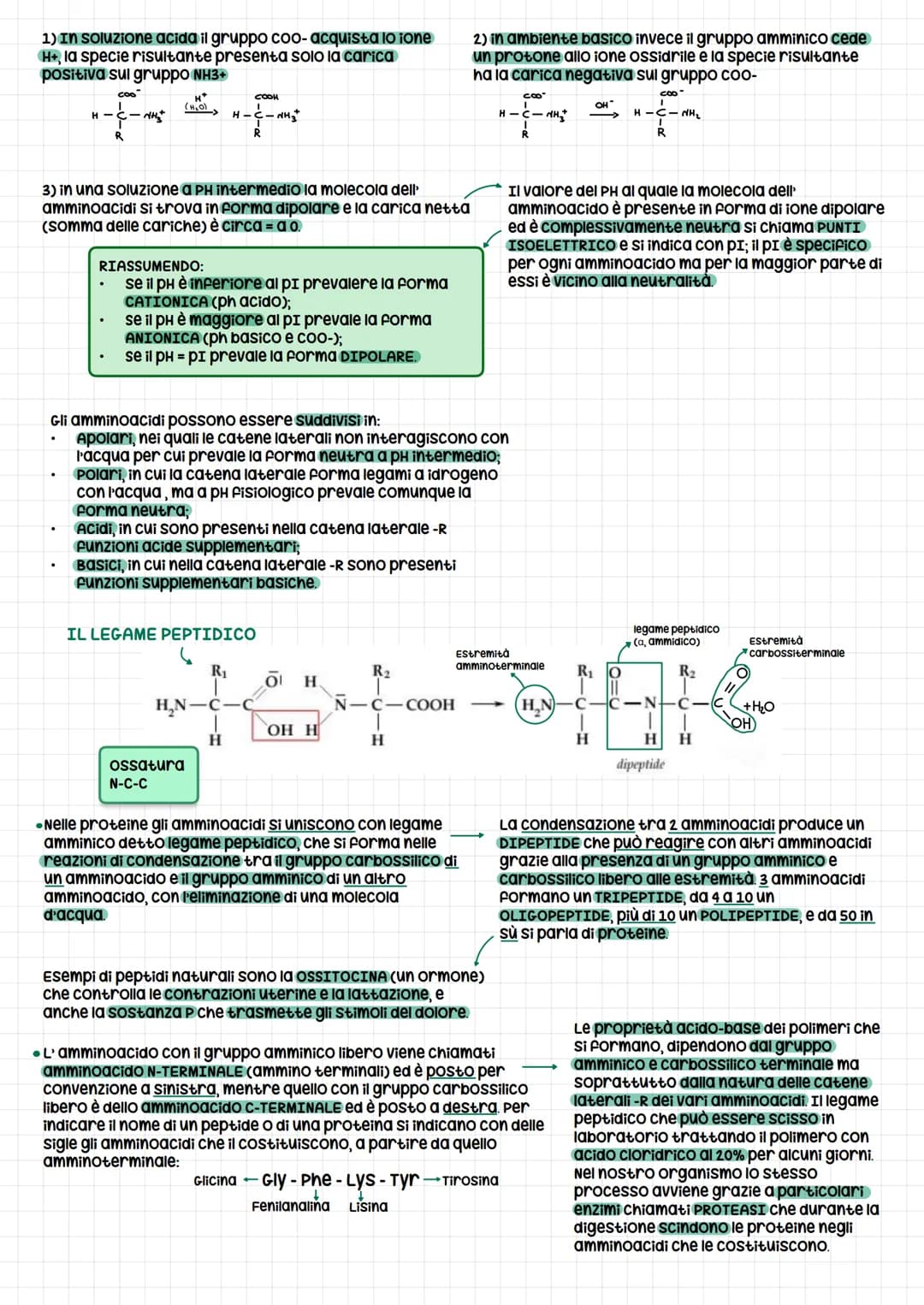 PROTEINE
Le proteine sono i costituenti basilari del nostro
organismo presenti sia nelle cellule animali che
vegetali. Li ritroviamo sotto f