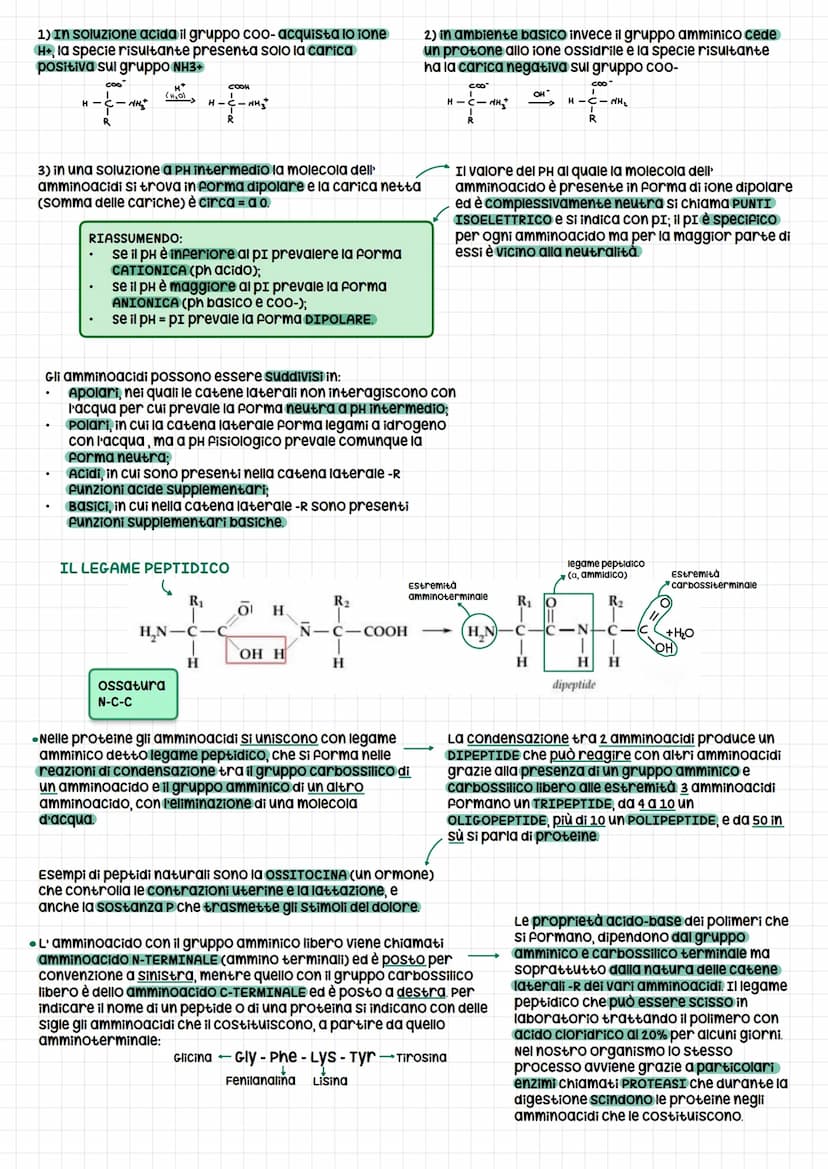 PROTEINE
Le proteine sono i costituenti basilari del nostro
organismo presenti sia nelle cellule animali che
vegetali. Li ritroviamo sotto f