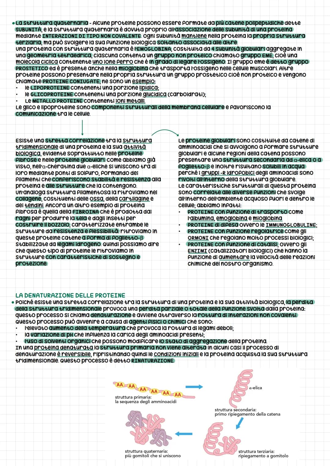 PROTEINE
Le proteine sono i costituenti basilari del nostro
organismo presenti sia nelle cellule animali che
vegetali. Li ritroviamo sotto f