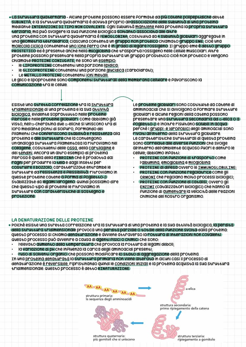 PROTEINE
Le proteine sono i costituenti basilari del nostro
organismo presenti sia nelle cellule animali che
vegetali. Li ritroviamo sotto f